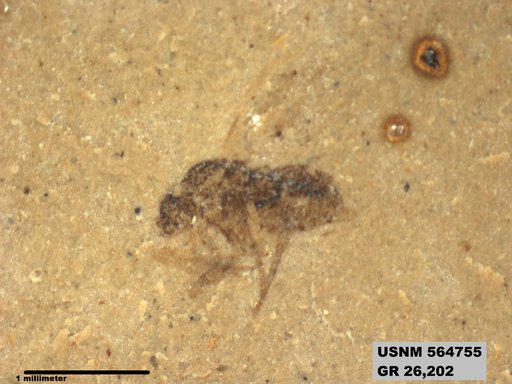 Insecta