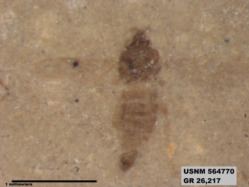 Insecta
