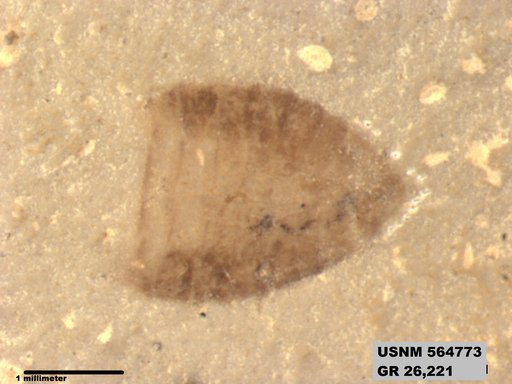 Insecta