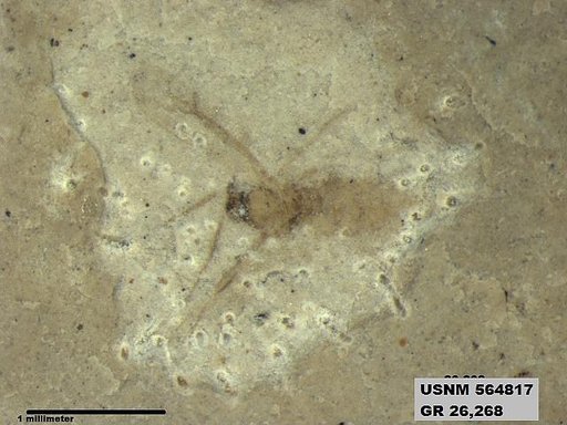 Genus sp