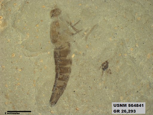 Genus sp
