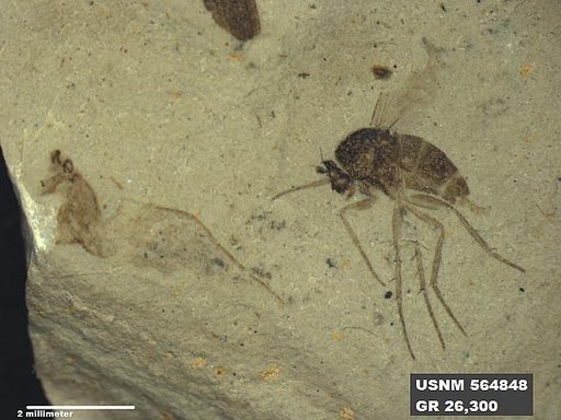 Insecta