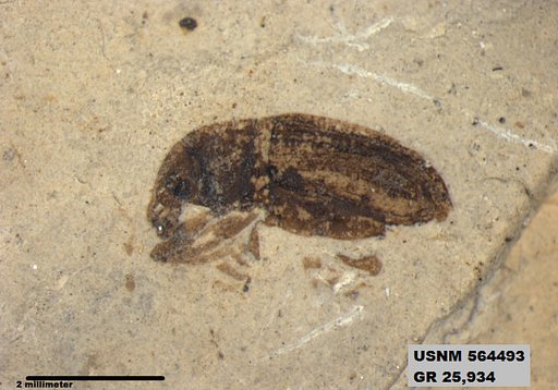 Insecta
