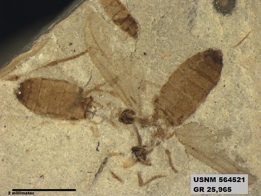 Genus sp