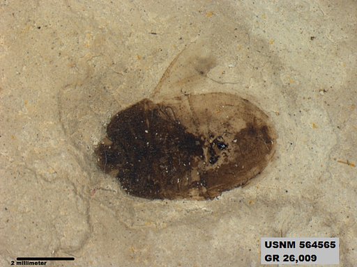 Genus sp