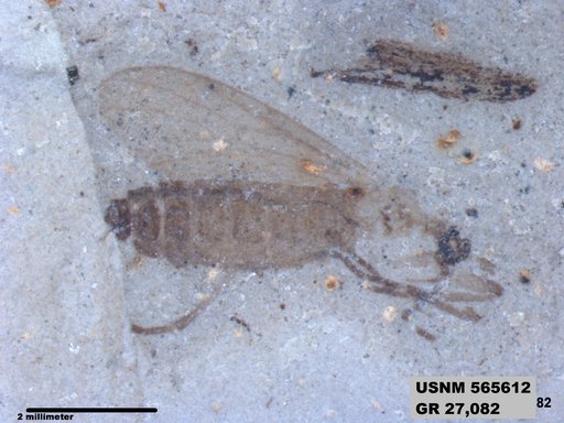 Genus sp