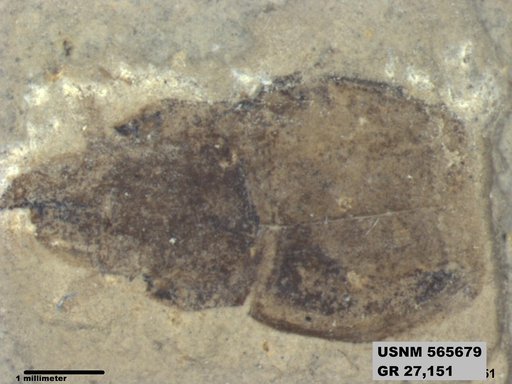 Insecta