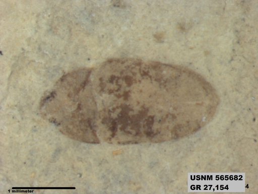Insecta