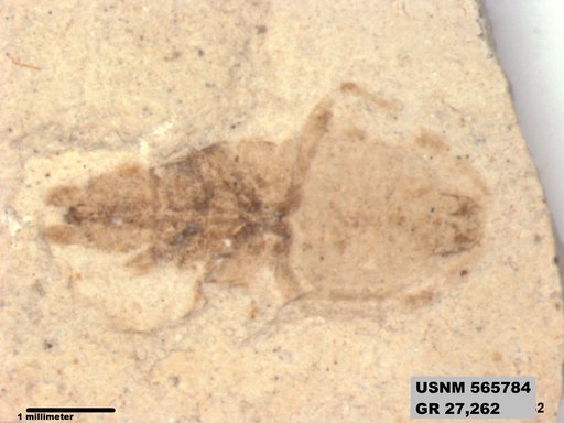 Genus sp