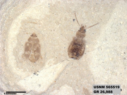 Insecta