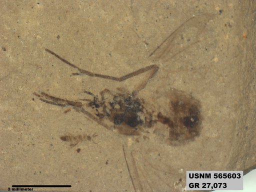 Insecta