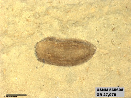 Insecta