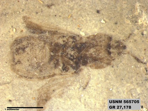 Genus sp