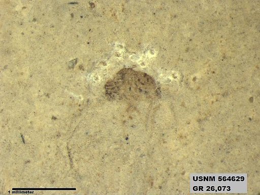 Insecta