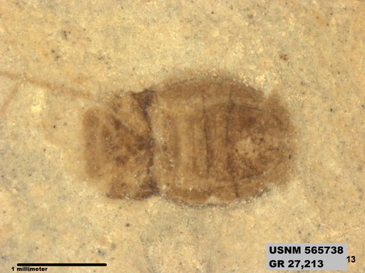 Genus sp