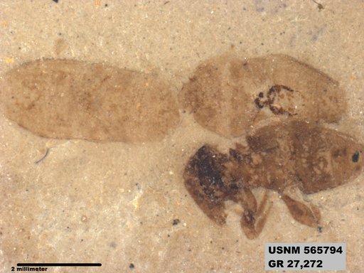 Genus sp