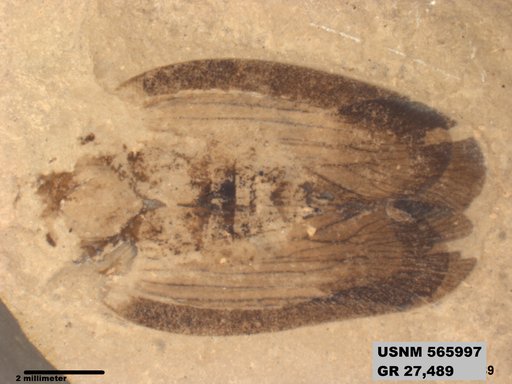 Genus sp