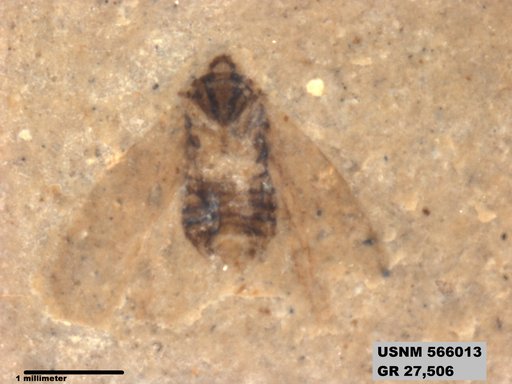 Genus sp