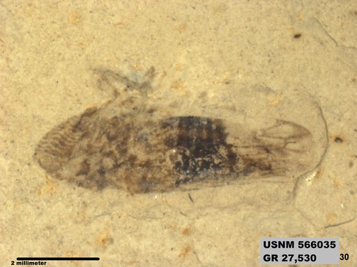 Genus sp
