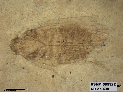 Genus sp
