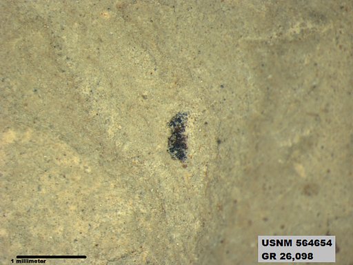 Insecta