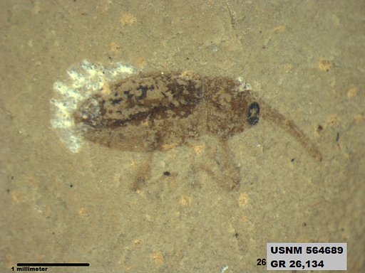 Insecta
