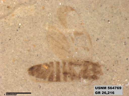 Eoerianthus eocaenicus