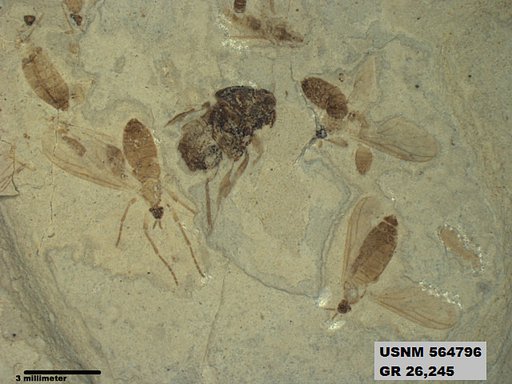 Genus sp