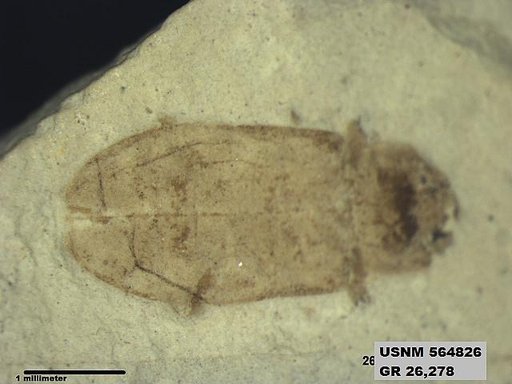 Insecta