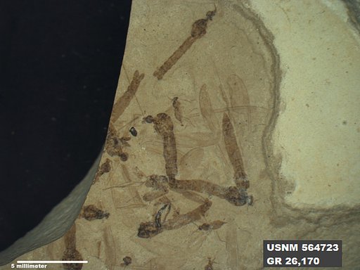 Genus sp