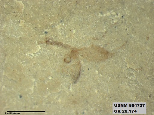 Genus sp