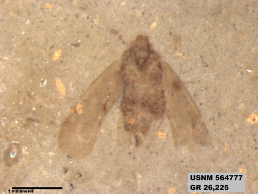 Genus sp