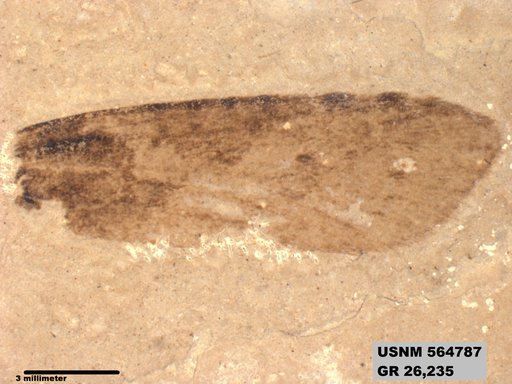 Insecta