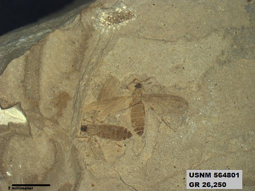 Genus sp