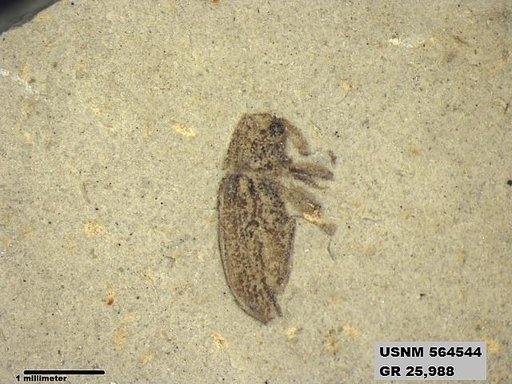 Insecta