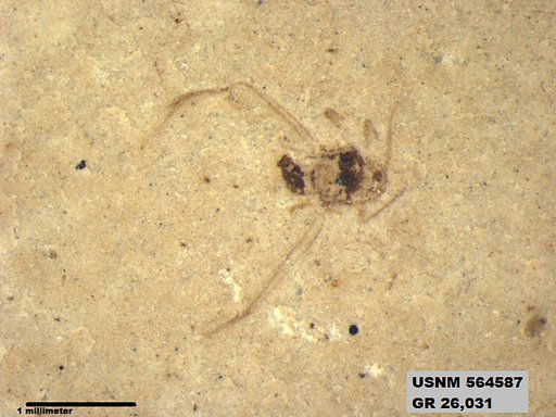 Genus sp