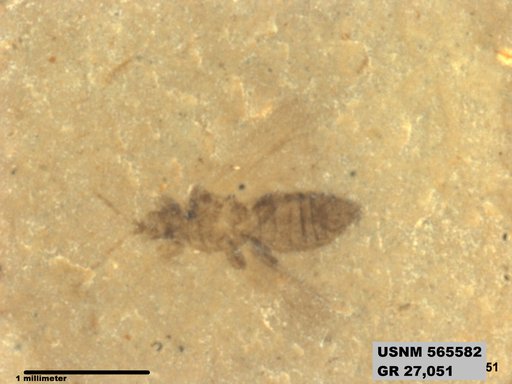Genus sp