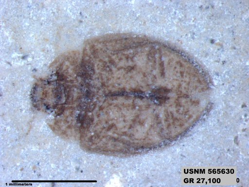 Insecta