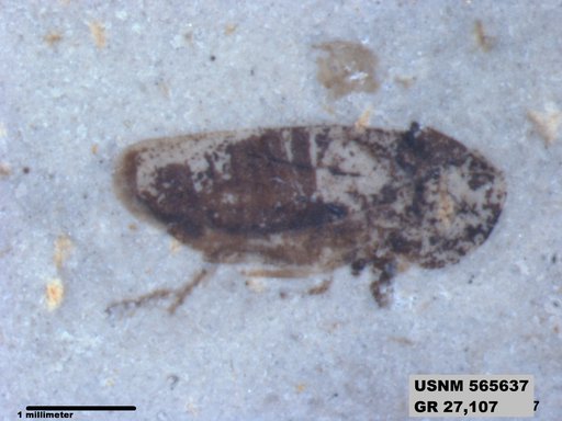 Genus sp