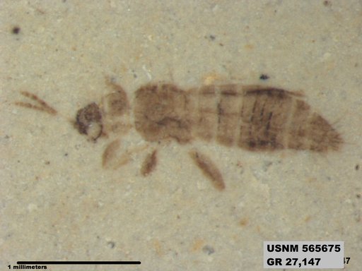 Genus sp
