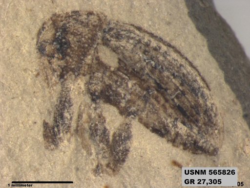 Insecta