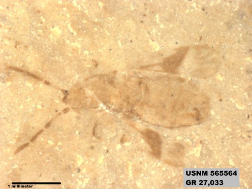 Genus sp