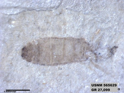 Insecta