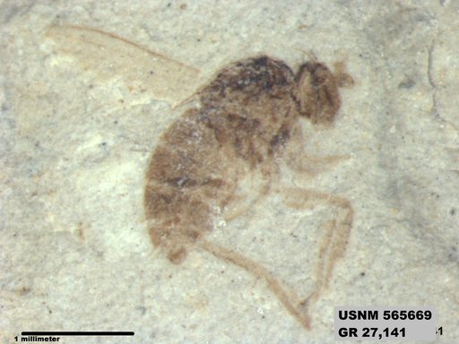 Genus sp