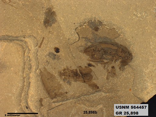Tipula sp