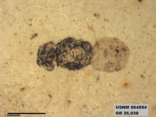 Insecta