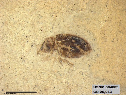 Insecta