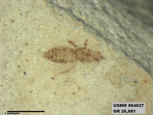 Genus sp