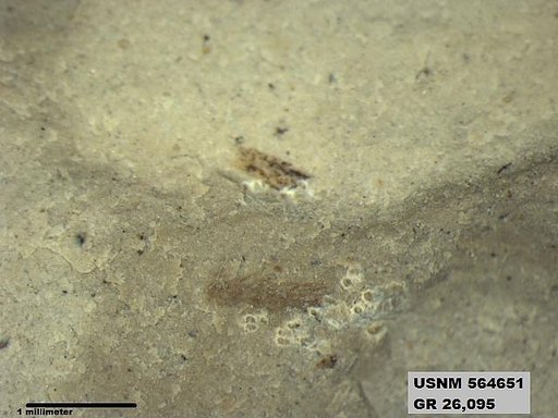 Insecta