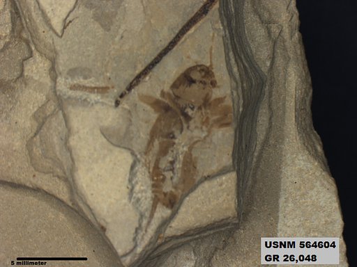 Genus sp